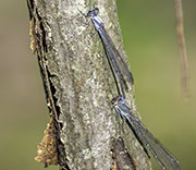 Damselfly